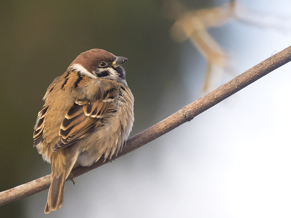Pikkuvarpunen, Eurasian Tree Sparrow, Passer montanus